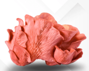 Mushroom Supplies - spores - liquid culture - super bags