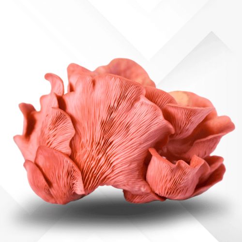 Mushroom Supplies - spores - liquid culture - super bags
