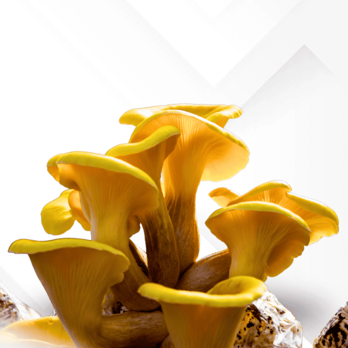 yellow oyster liquid culture | Fullsend