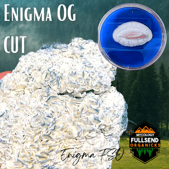 liquid culture Enigma