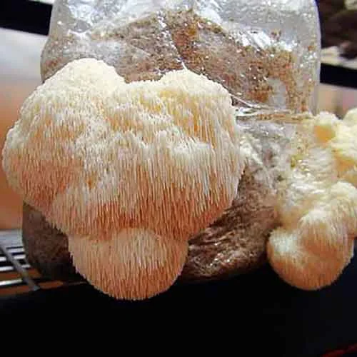Lions Mane Liquid Culture