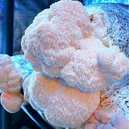 Lions Mane Liquid Culture