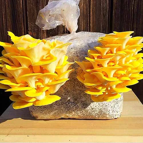 Yellow Oyster Liquid Culture