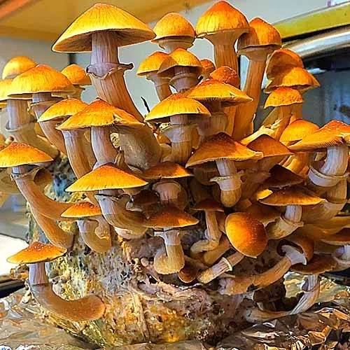 Golden Teacher mushrooms