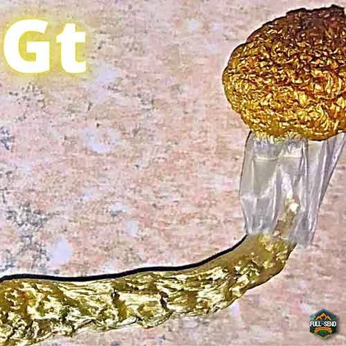 Golden Teacher Mushroom Genetics