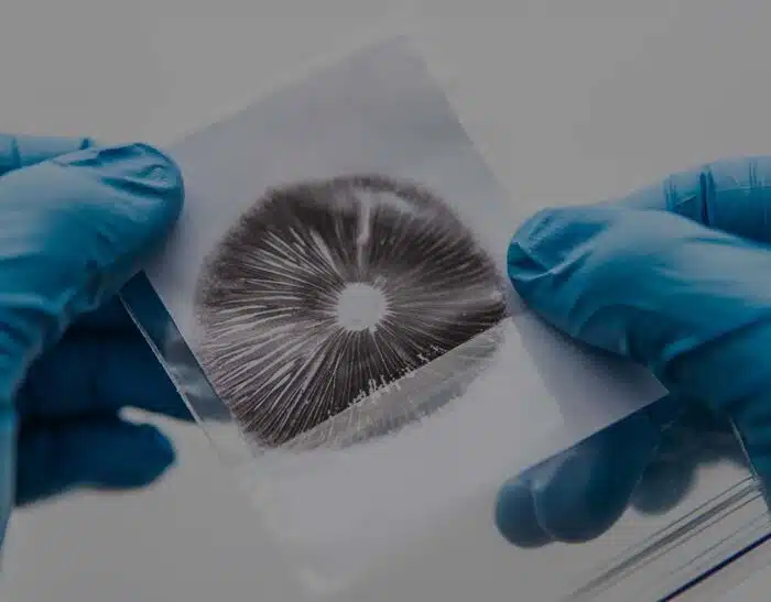 mushroom spores