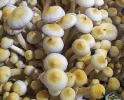 White Teacher Spores