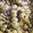 White Teacher Spores