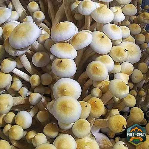 White Teacher Spores