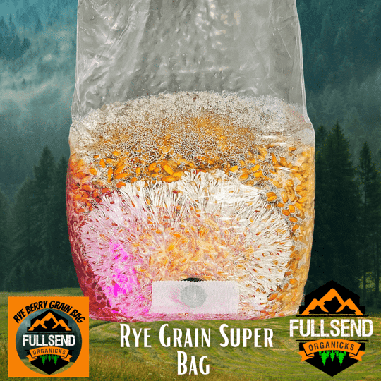 rye berry grain spawn bag | mushroom supplies