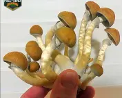 Jedi Mind Spore