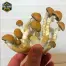 Jedi Mind Spore