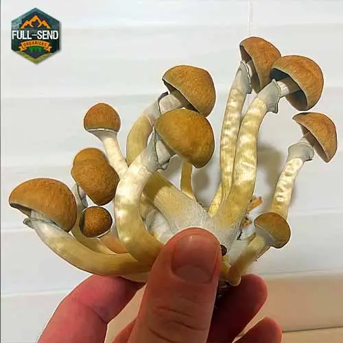 Jedi Mind Spore