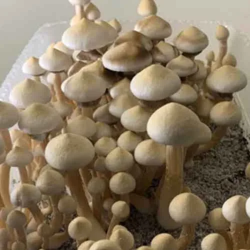 MonoTub Mash Up Kit