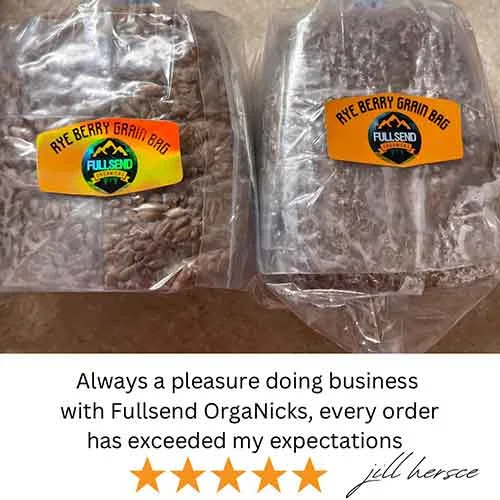 rye berry grain spawn bag | mushroom supplies