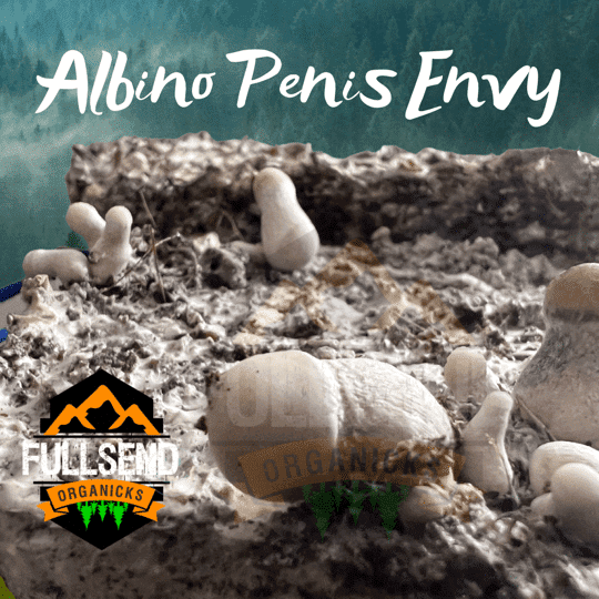 Albino Penis Envy Mushrooms