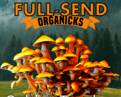 all in one mushroom grow bag results