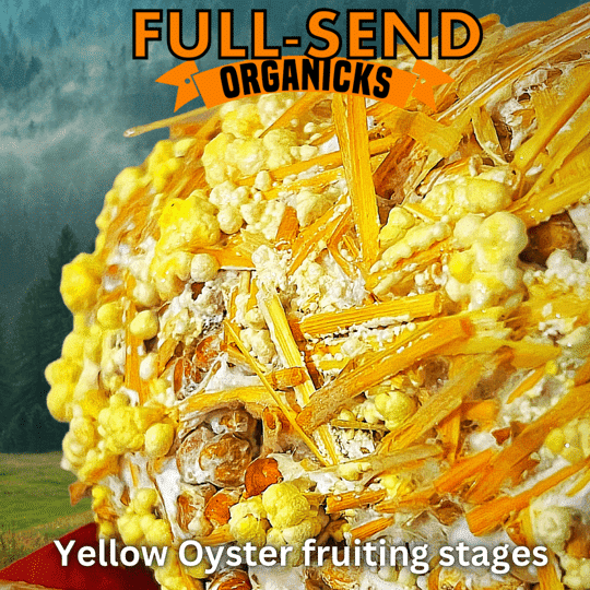 Yellow Oyster Liquid Culture