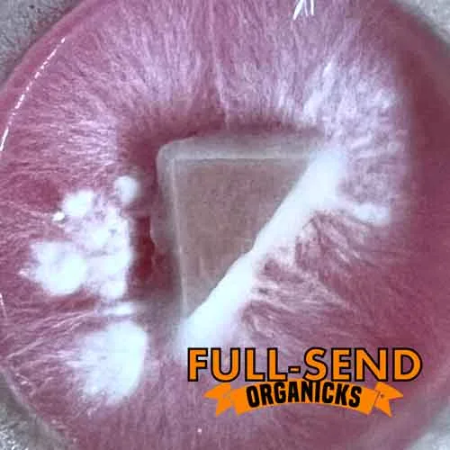 Sterilized Pre-Poured Agar Plates