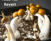 Toad Tat Revert liquid culture