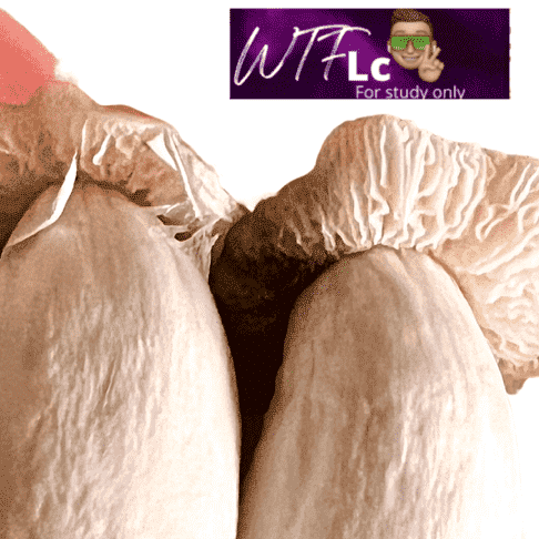 White Tail Feathers (WTF)
