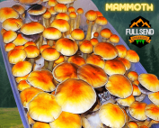 Golden Mammoth P. Cubensis Liquid Culture
