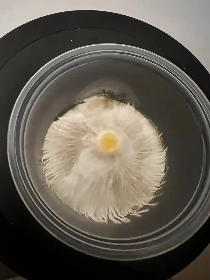 colonized agar plate with tsunami liquid culture