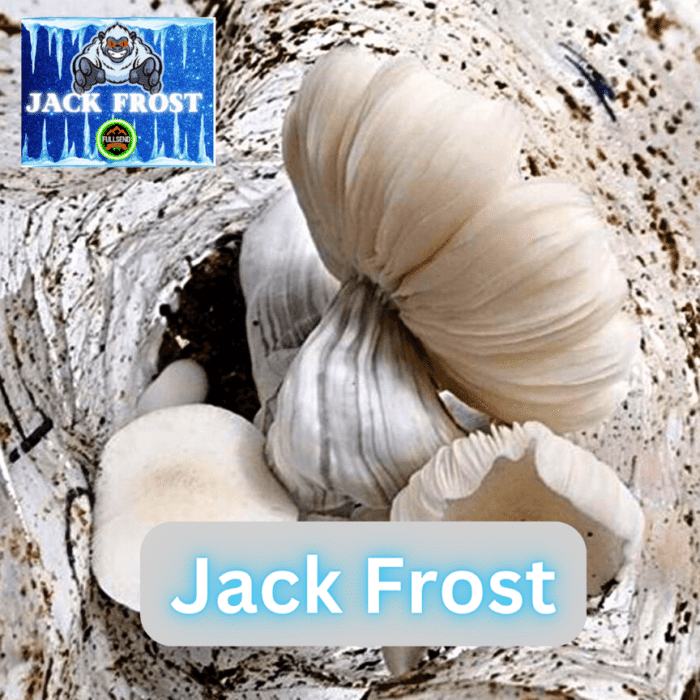Jack Frost Liquid Culture Syringe