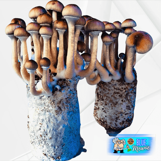 Blue Meanie Mushrooms (Keeper's OG Culture)