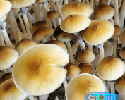 Blue Meanie Mushrooms (Keeper's OG Culture) magic mushrooms from fullsend organicks