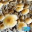 Blue Meanie Mushrooms (Keeper's OG Culture) magic mushrooms from fullsend organicks