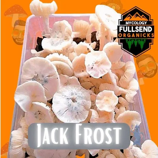 Jack Frost Liquid Culture Syringe