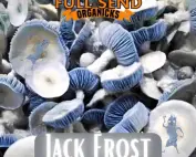liquid culture jack frost