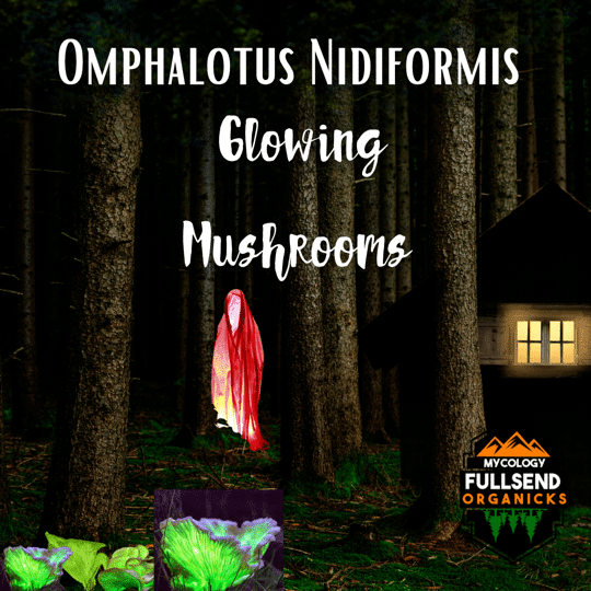 Ghost Fungus! Omphalotus Nidiformis