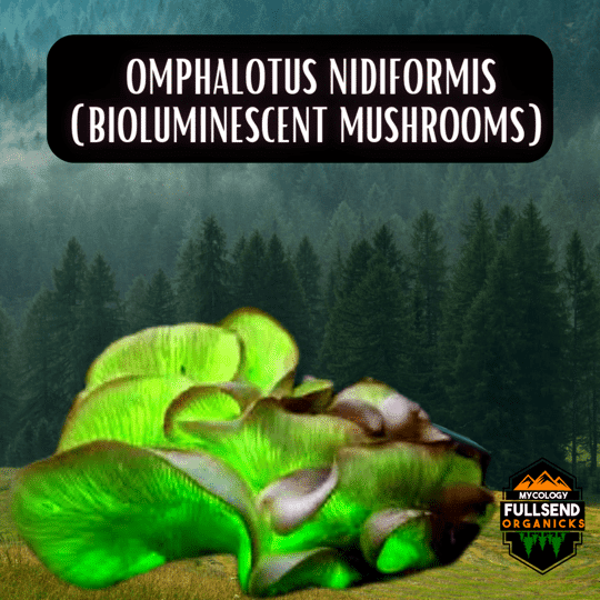 Ghost Fungus! Omphalotus Nidiformis