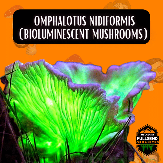 mushroom supplies gourmet grow bag