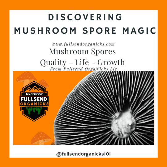 Discovering Mushroom Spores Magic