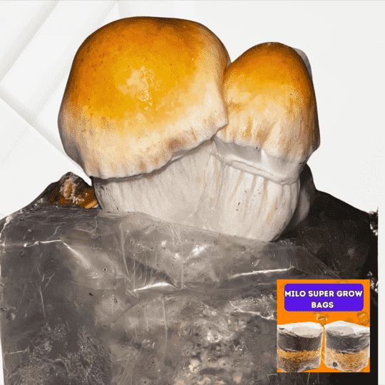All-In-One Milo Super Bag with hillbilly pumpkin mushrooms growing in a biodegradable mushroom grow kit