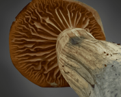 z strain zombie mushroom liquid culture