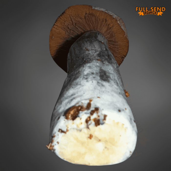 z strain zombie mushroom liquid culture