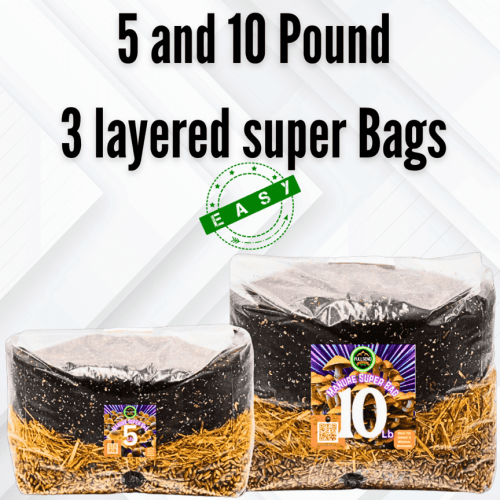 bulk mushroom cultivation, 5 lb mushroom grow bag, 10 lb mushroom grow kit, manure mushroom substrate, infused rye berries