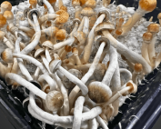 Psilocybe Natalensis Liquid Culture