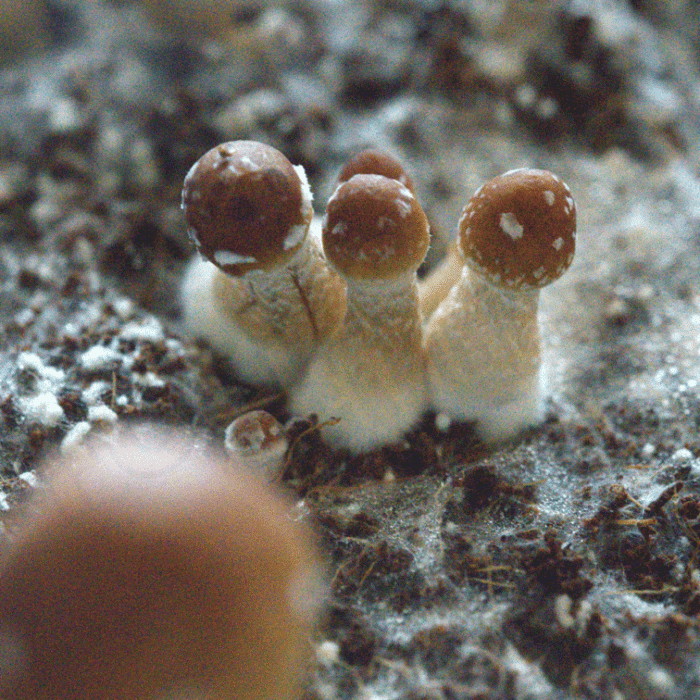Taman Negara Mushroom Spores