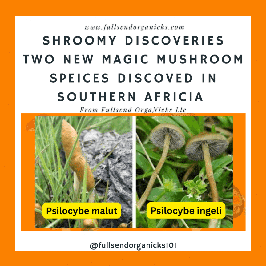 Shroomy Discoveries: Two New Magic Mushrooms Species