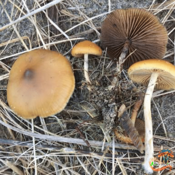 Psilocybe Azurescens Liquid Culture
