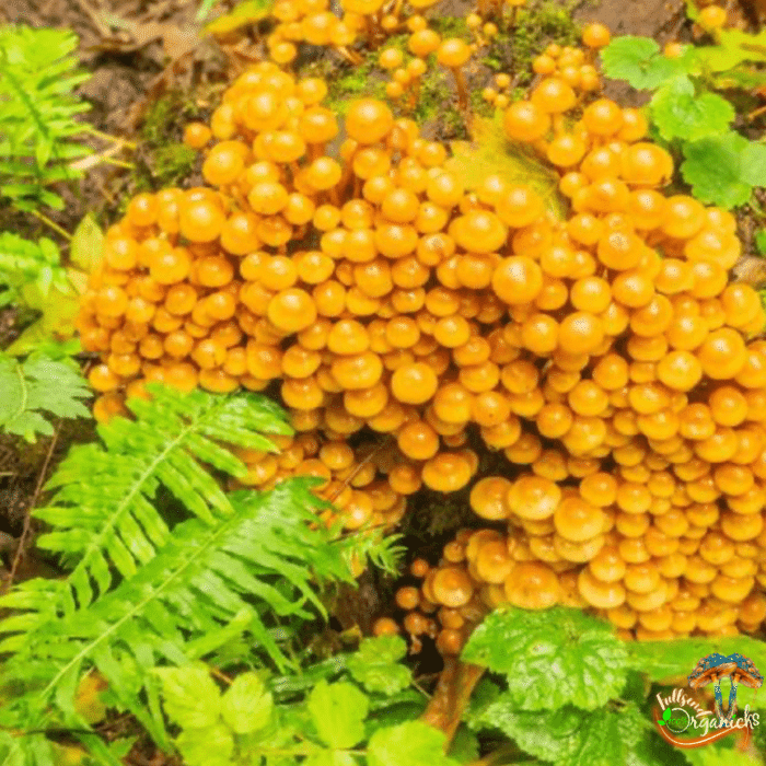 Psilocybe Azurescens Liquid Culture