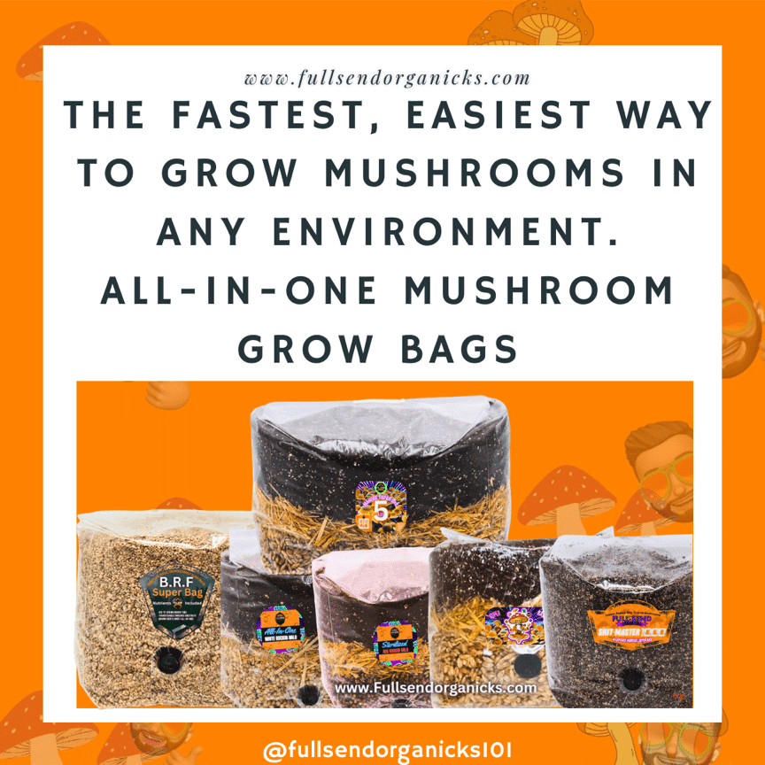 The Fastest and Easiest Way to Grow Mushrooms at Home!