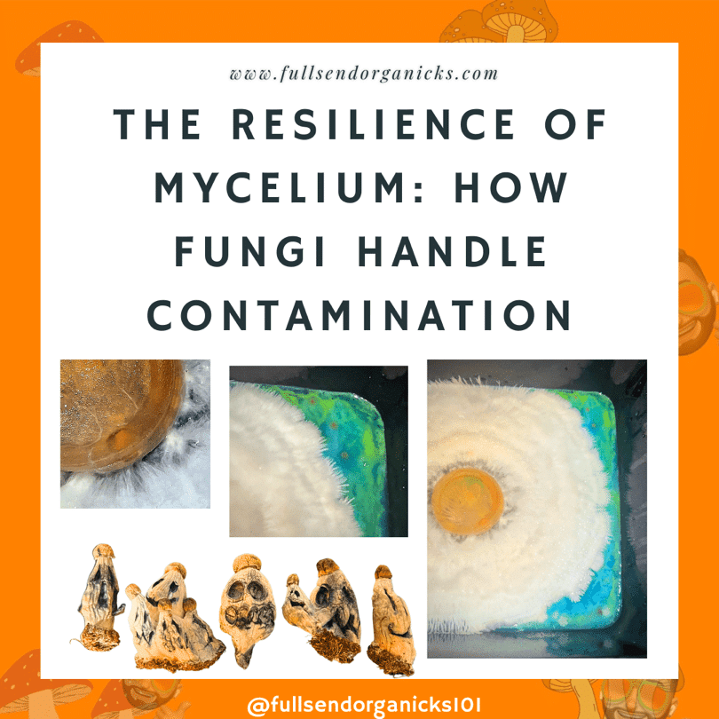 The Resilience of Mycelium: Fungi VS. Contamination