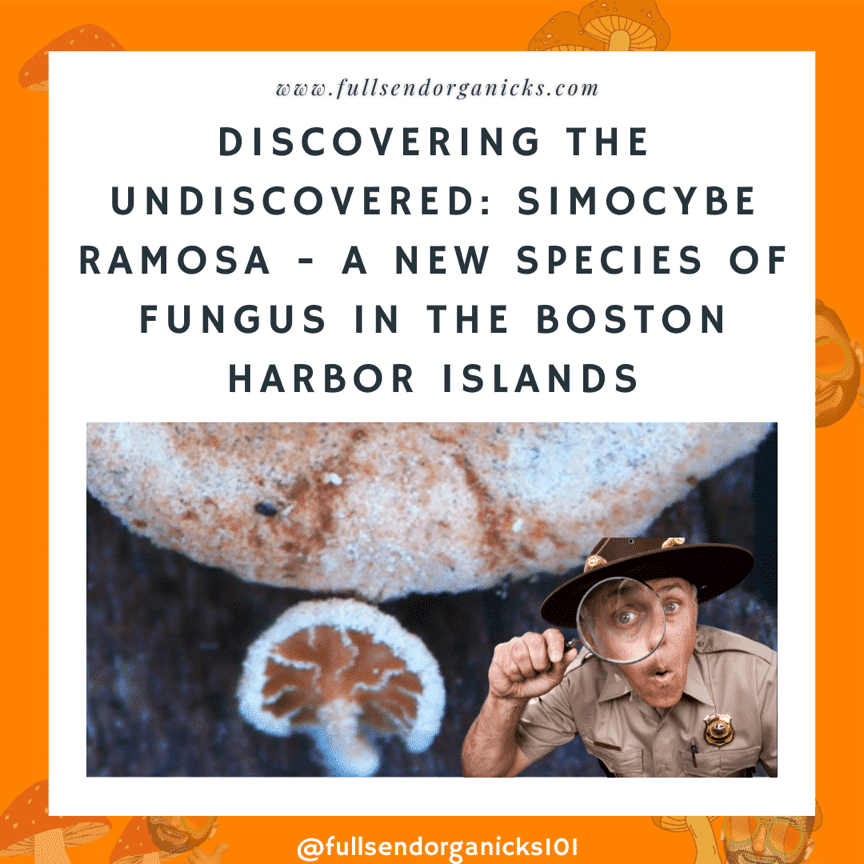 Simocybe ramosa - A New Species of Fungus