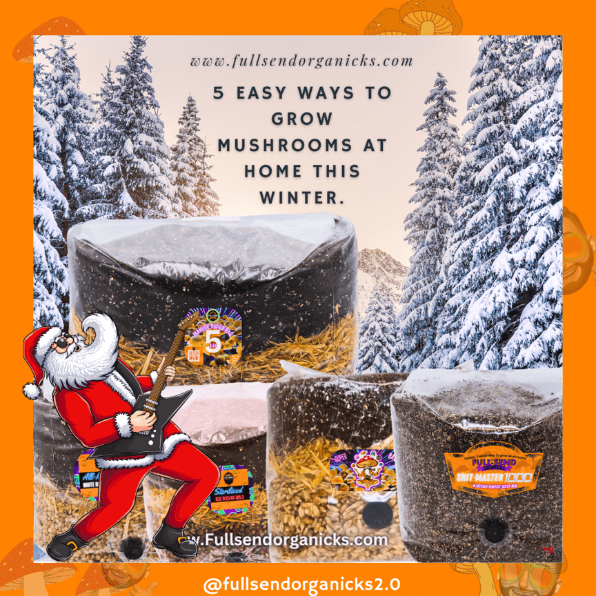 5 Easy Ways to Grow Mushrooms at Home This Winter